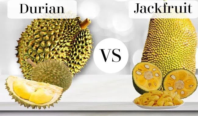 Difference Between Jackfruit And Durian Difference Between Jackfruit And Durian