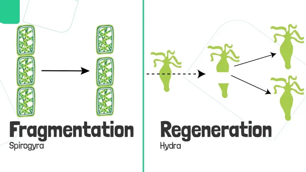 Difference Between Fragmentation And Regeneration Difference Between Fragmentation And Regeneration