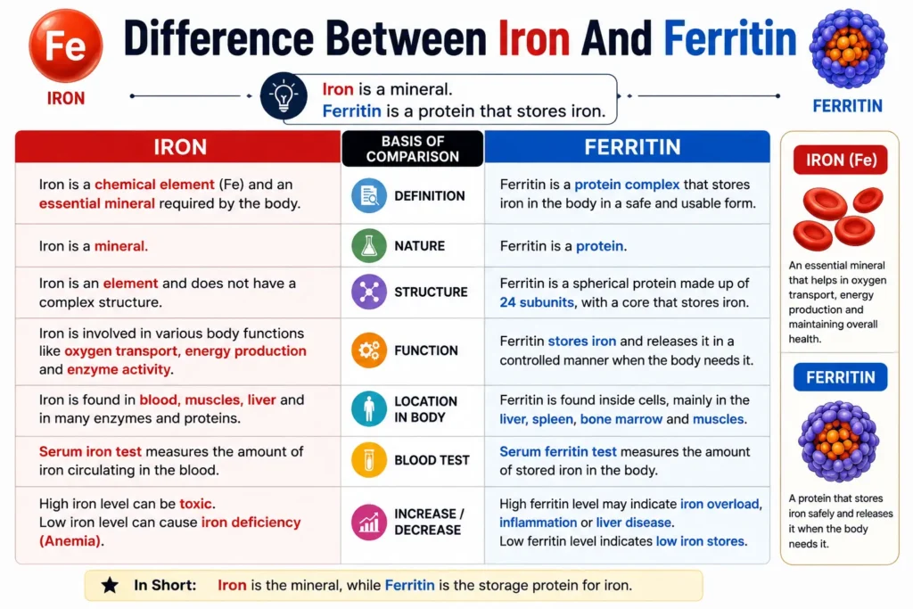 Difference Between Iron And Ferritin Difference Between Iron And Ferritin